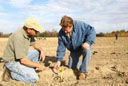ArborGen Testing Poplars as Bioenergy Sources