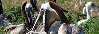 Catch the Scoop on Pelican Research